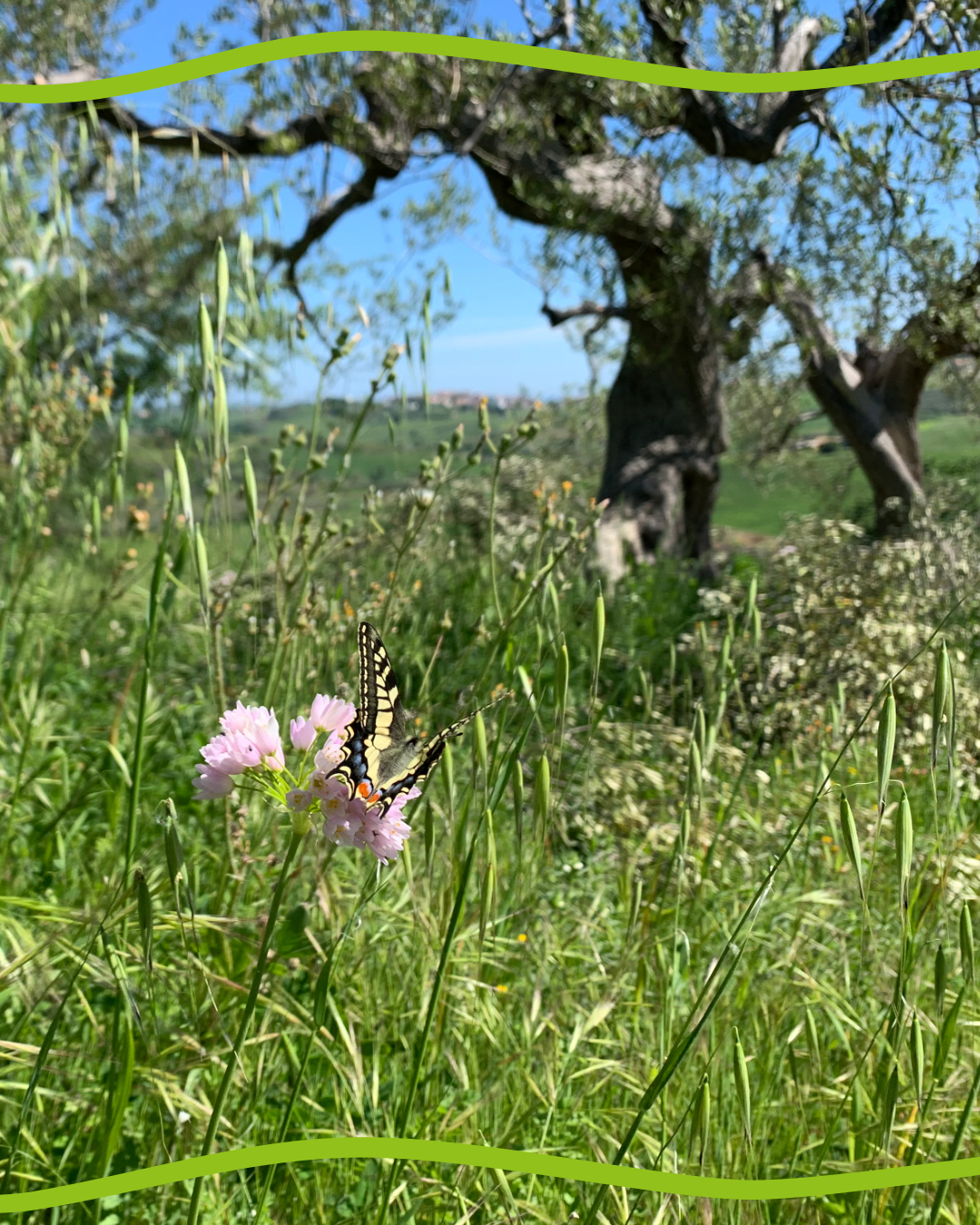 Organic olive grove Masseria Zappacosta with butterfly on flowering wild herbs: image of biodiversity. 
