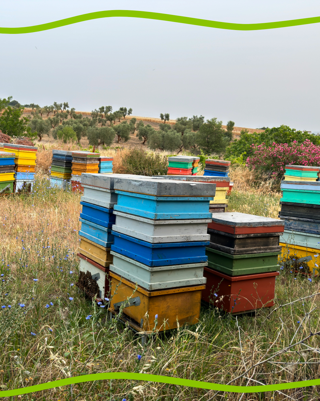 Beehives under organic olive trees Masserie Zappacosta: symbol of biodiversity and natural pollination.